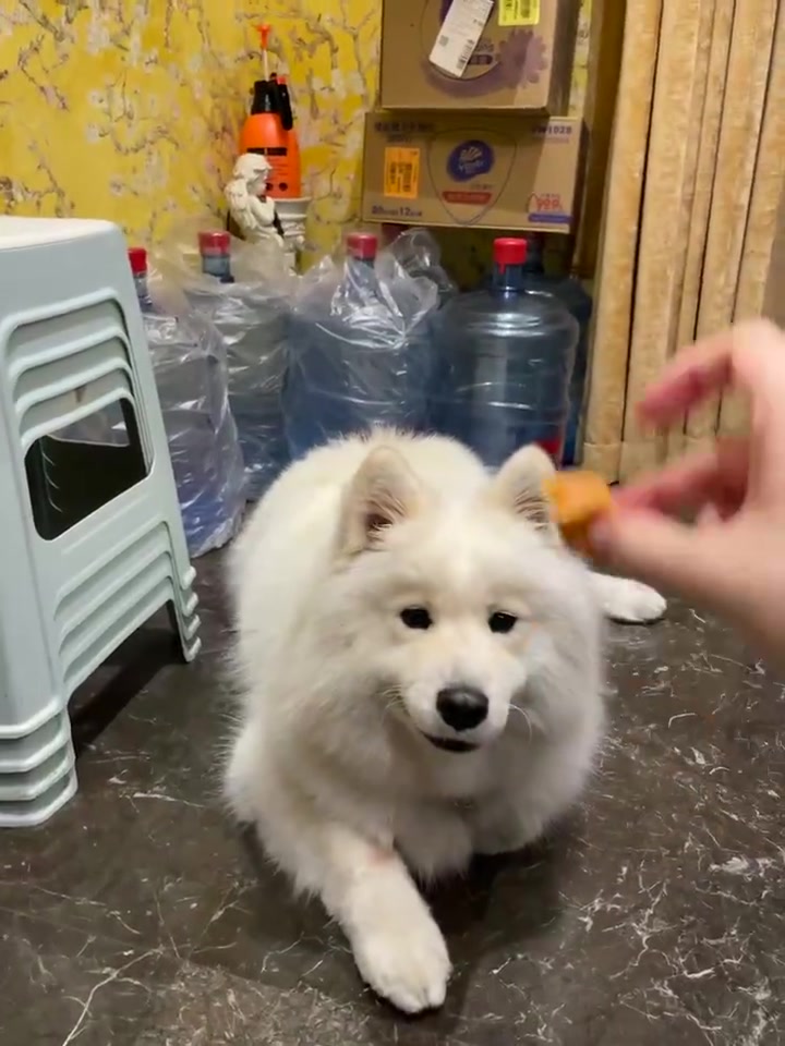 Tarzan更博晒爱犬：训练Bali又失败☹️流口水小狗一只